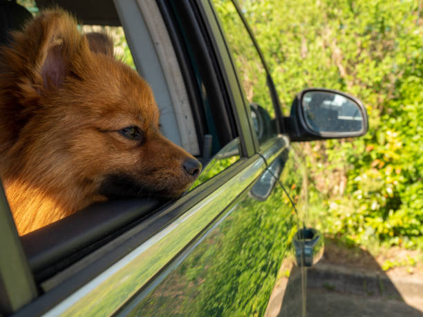 istock dog in the car. Spitz dog breed. 1396292105