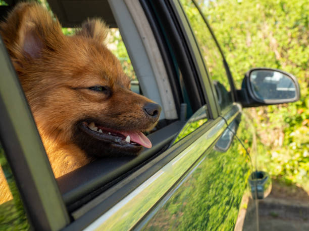 istock dog in the car. Spitz dog breed. 1396292107