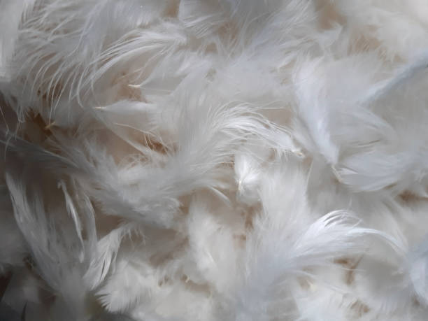 istock White Chicken feather texture background. Bohemian boho style vintage color trends 1396292108