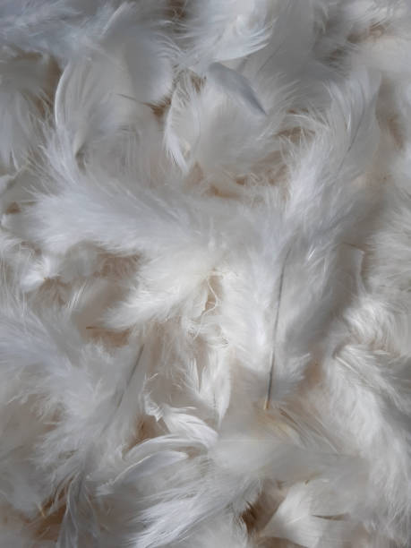 istock White Chicken feather texture background. Bohemian boho style vintage color trends 1396292113