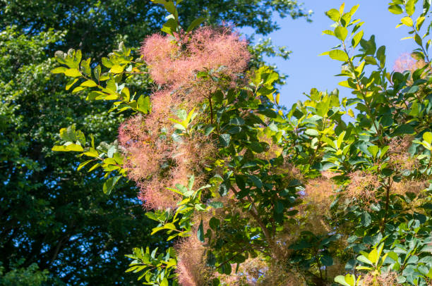 Cotinus Coggygria Cotinus Coggygria from the Anacardiaceae family. Woody wild plant. smoke bush blooming stock pictures, royalty-free photos & images
