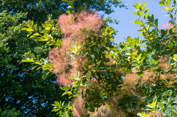 cotinus coggygria - european smoketree - fotografias e filmes do acervo