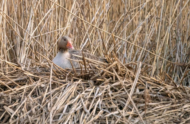 istock Greylag Goose on a lakeside nest 1396292516
