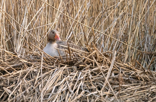Greylag Goose on a lakeside nest in Gosforth Nature Reserve, Gosforth, Newcastle-upon-Tyne, Tyne and Wear, England.  This viewed at a distance from a permanent hide.