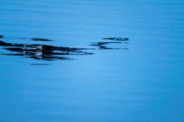 Reflection of a Canada Goose chasing another goose on a lake in Gosforth Nature Reserve, Gosforth, Newcastle-upon-Tyne, Tyne and Wear, England.