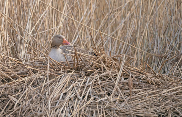 istock Greylag Goose on a lakeside nest 1396292670