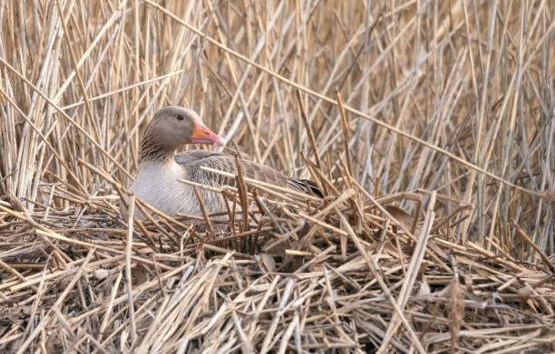 istock Greylag Goose on a lakeside nest 1396292690