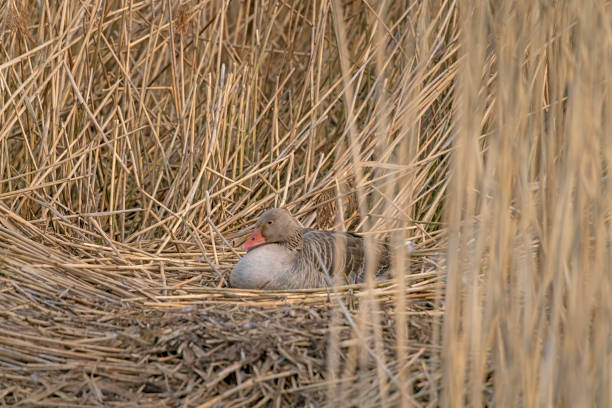 istock Greylag Goose on a lakeside nest 1396293261