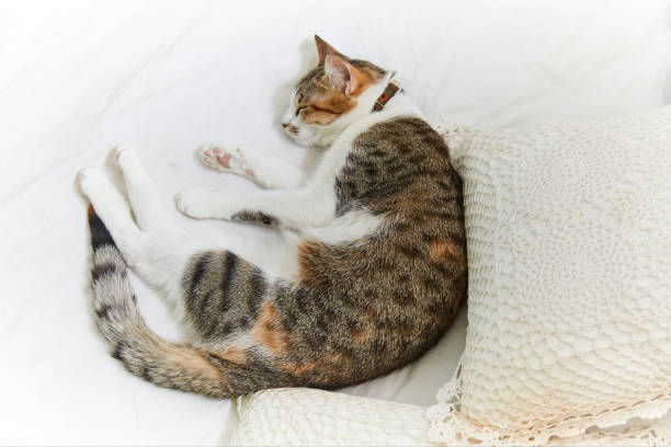 istock White adult cat curled up on bed 1396293836