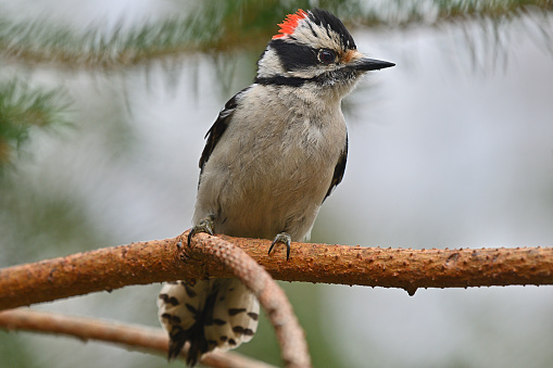 Male downy woodpecker on evergreen branch, front view, showing the red patch on his crown, an aggressive signal to others of his kind