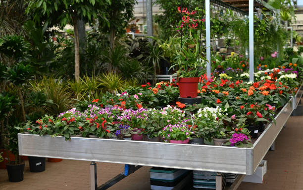 istock Shelving with plants and seedlings in a gardening store 1396295546