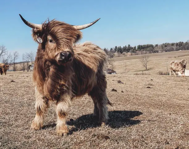 A perfect hair day for my little mini highlander cow friend.