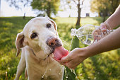 Dog drinking water from plastic bottle in nature