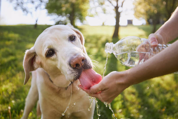 Dog drinking water from plastic bottle in nature"n stock photo