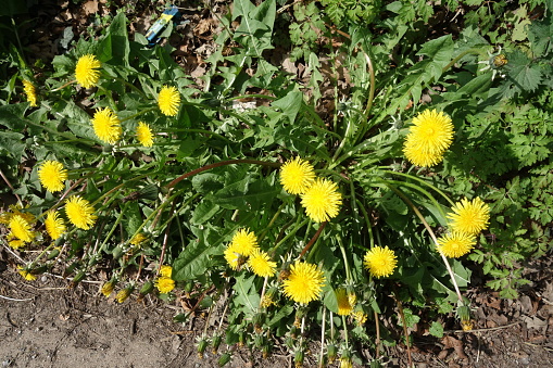 Low angle view of seeds coming out from dandelion flowers.