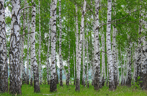 Trunks of birches in the spring in the forest