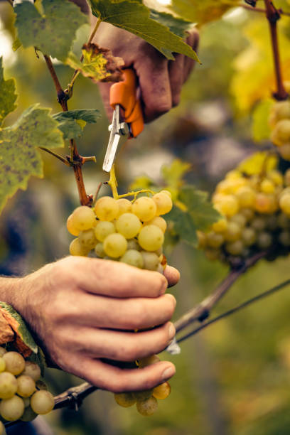 istock Man cutting bunch of grapes 1396296219