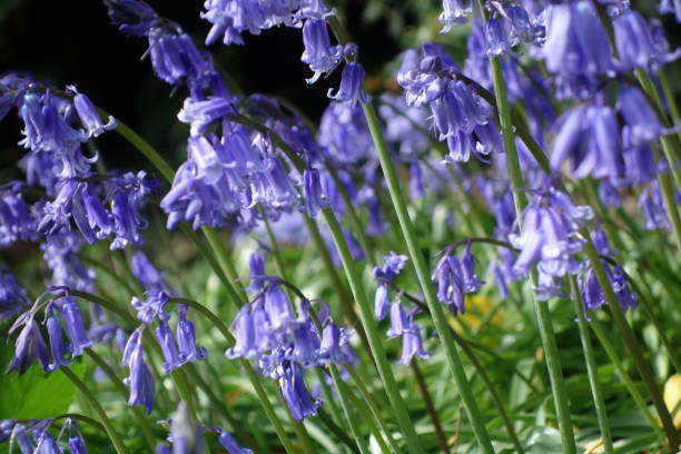 istock English Bluebell 1396297462