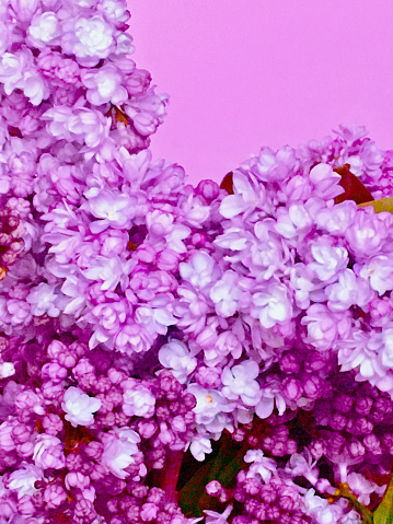 Purple, pink lilac background