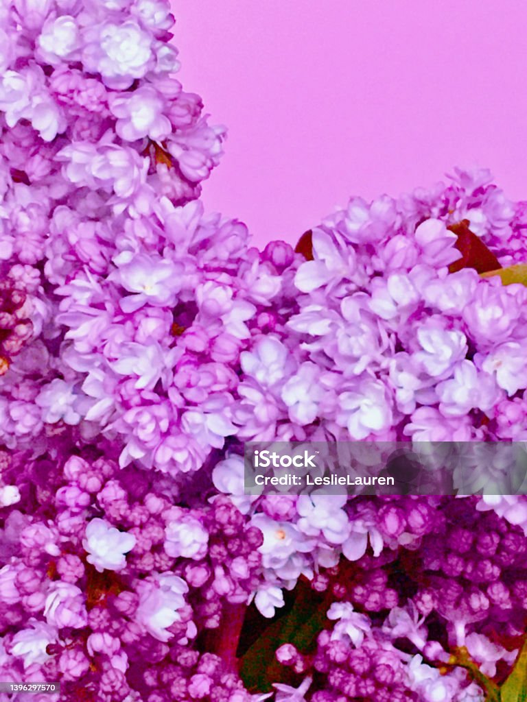 Lilac Background Purple, pink lilac background Perfume Stock Photo
