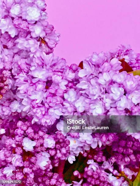 Lilac Background Stock Photo - Download Image Now - Perfume, Web Banner, Abstract