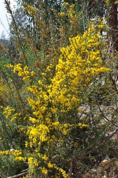 istock scorpion broom in spring in Portugal 1396298350