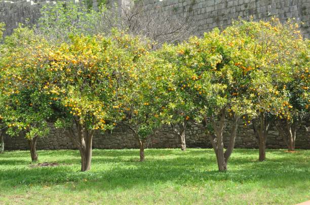 istock Orange orchard in Porto 1396298354