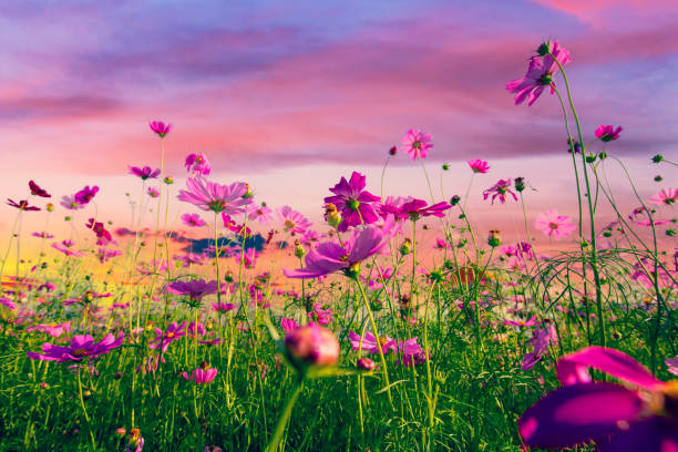 istock Natural view cosmos filed and sunset on garden background 1396298430
