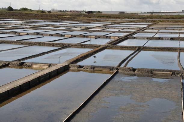 istock Aveiro salt marshes in Portugal 1396298636