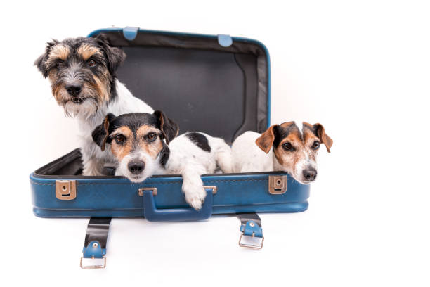 istock Vacation with several dogs -  small Jack Russell Terrier. Ready for the trip 1396298696