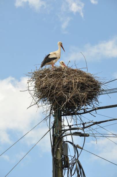 istock Avairo stork nest in Portugal 1396298758