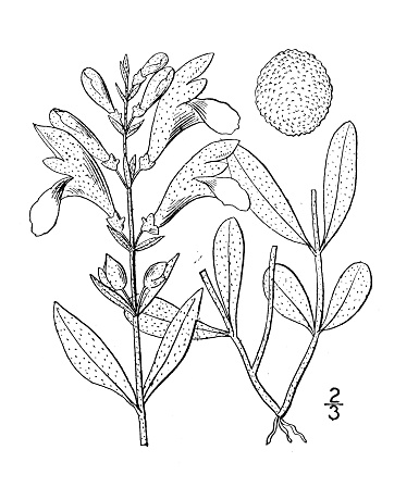 Antique botany plant illustration: Scutellaria integrifolia, Larger skullcap