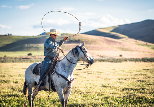 A cowboy on horseback in the hill ranch in Utah, swinging a lasso ready to throw.