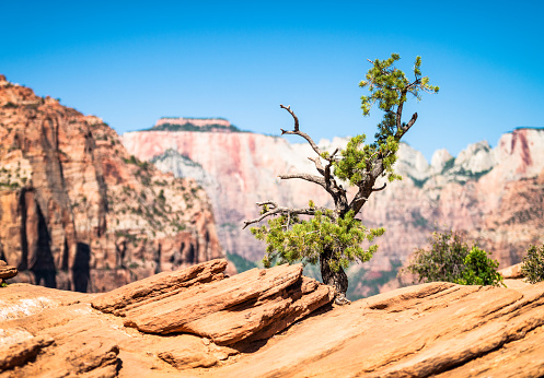 A hardy Bristlecone Pine tree the edge of a cliff on a rocky outcrop in Zion National Park in Utah, USA.