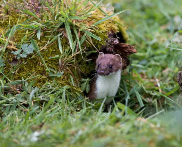 Photo of Stoat (Mustela erminea) Emerging from its hole