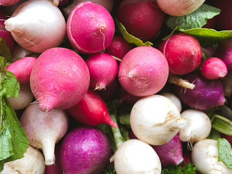 Close up of colourful radishes, also known as Easter Egg Radishes