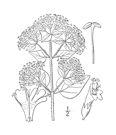 Antique botany plant illustration: Origanum vulgare, Wild marjoram, Organy