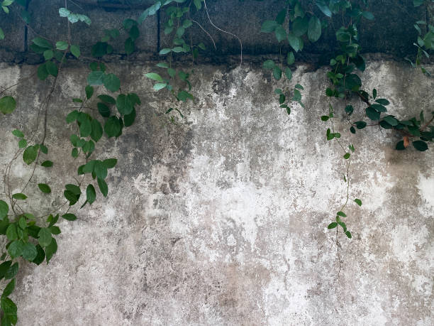 istock green leaves and grunge concrete wall background and texture 1396300527