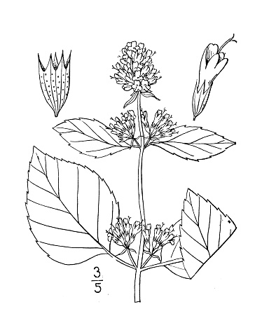 Antique botany plant illustration: Mentha citrata, Bergamot mint