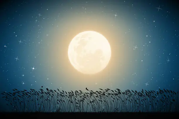 Vector illustration of Landscape with tall grass on moonlight night
