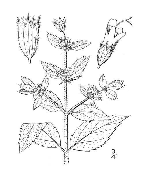 Antique botany plant illustration: Mentha sativa, Marsh whorled mint Antique botany plant illustration: Mentha sativa, Marsh whorled mint whorled stock illustrations