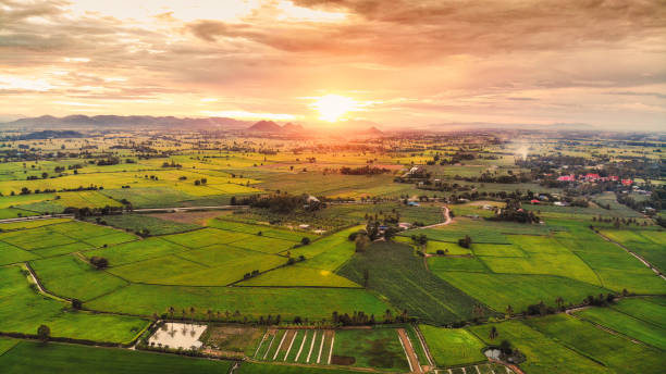 Sunset over lush green paddy field, farming cultivation in agricultural land at countryside Aerial view of sunset over lush green paddy field, farming cultivation in agricultural land at countryside only land stock pictures, royalty-free photos & images