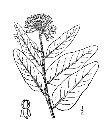 Antique botany plant illustration: Acerates lanuginosa, Woolly milkweed