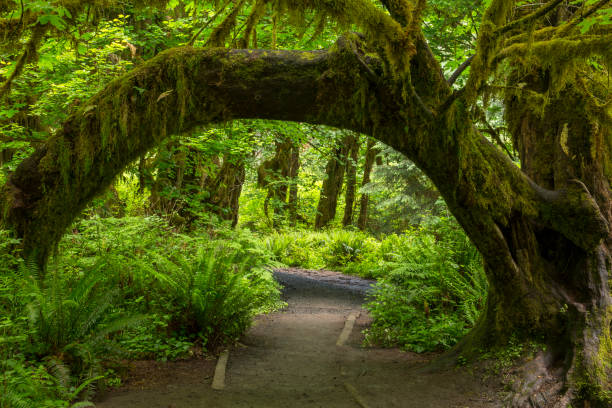 un árbol cubierto de musgo se arquea sobre un sendero en la hermosa, exuberante y verde selva tropical en el parque nacional olympic en el estado de washington. - olympic national park fotografías e imágenes de stock