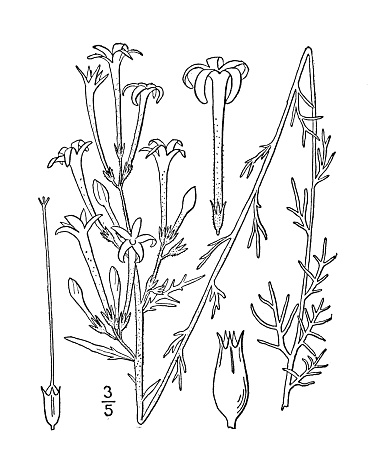 Antique botany plant illustration: Gilia aggregata, Scarlet gilia