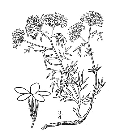 Antique botany plant illustration: Gilia congesta, Round headed gilia