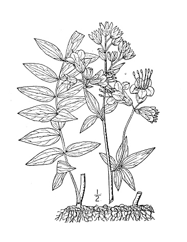 Antique botany plant illustration: Polemonium Van Bruntiae, american Jacob's ladder