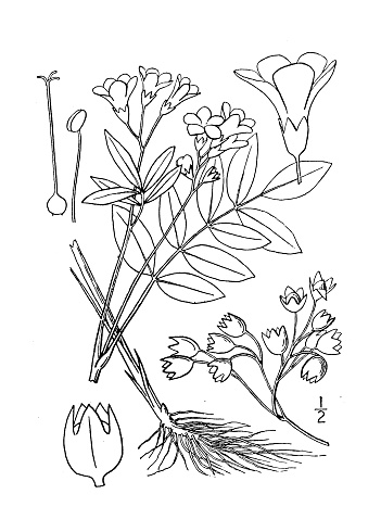 Antique botany plant illustration: Polemonium reptans, greek valerian