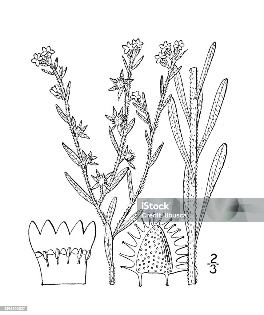 Antique Botany Plant Illustration Lappula Texana Hairy Stickseed Stock ...
