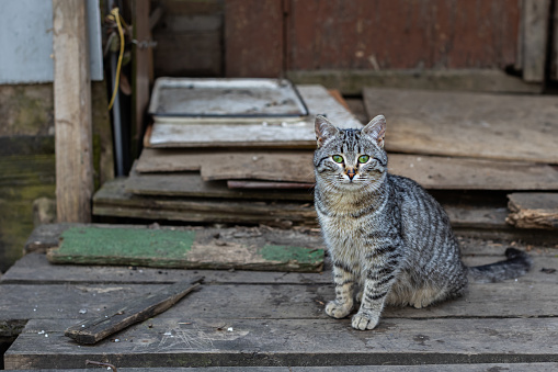 a homeless cat lies among the boards near the old house